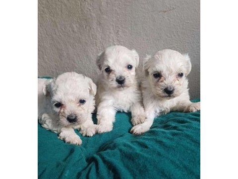 Sağlıklı maltese terrier yavrularımız