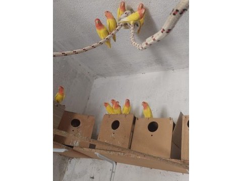 Lutino sevda papağanı