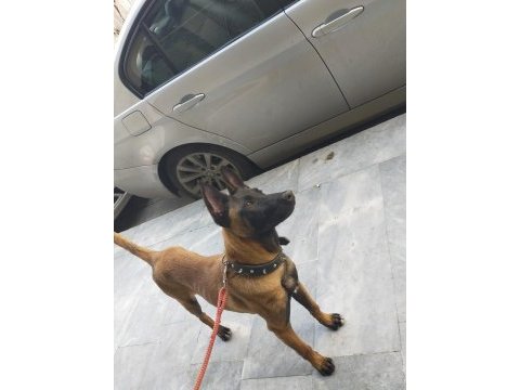 7 aylık temel itaat sertifikalı belçika kurdu