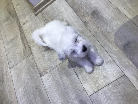 Terrier maltese
