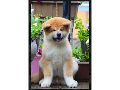 Şecereli anne babadan akita inu yavrular