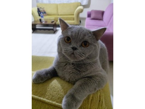 British shorthair cana yakın kedimiz