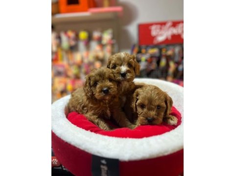 Tüy dökmeyen hipoalerjenik saf kan maltipoo yavrular