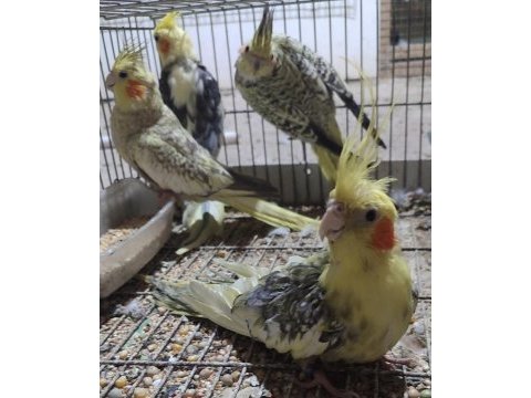 Mükemmel sultan papaganlarımız yeni sahiplerini arıyor