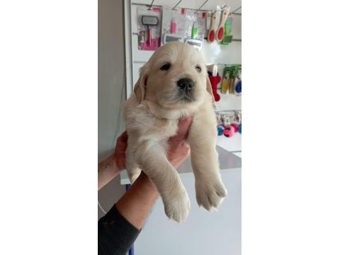 Golden retriever
