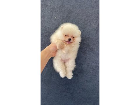 Pomeranian orjinal köpekler