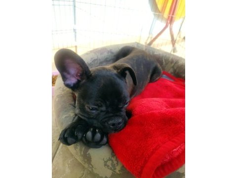 4 aylık yavru french bulldog