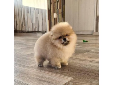 Pomeranian boo yavruları