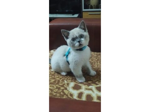 50 günlük ücretsiz british longhair