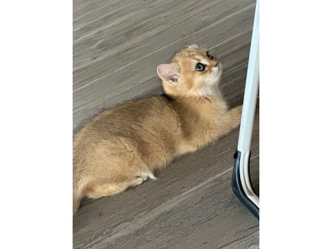Golden british shorthair safkan 3 aylık