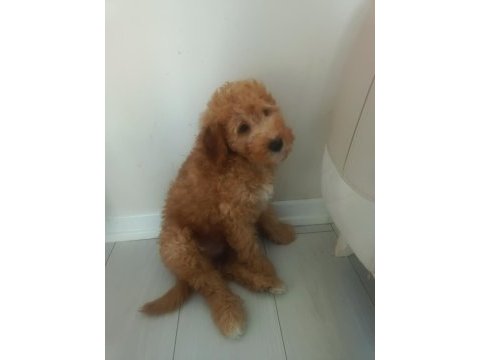 Toy poodle 3 aylık
