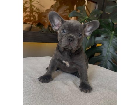 Rengarenk french bulldog yavrularım egzotik