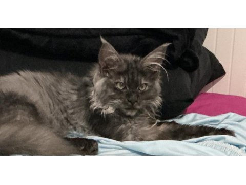 Acil 3 aylık uygun maine coon black smoke erkek