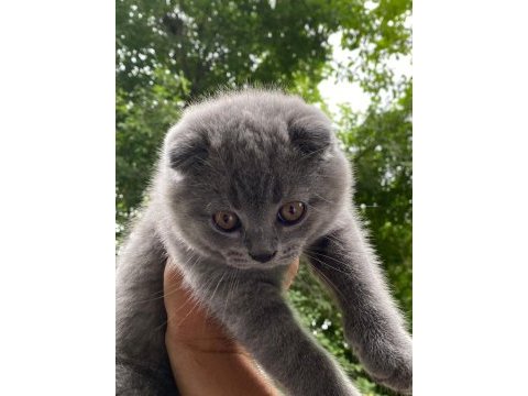 Scottish fold kızımız adı minnoş çipi var