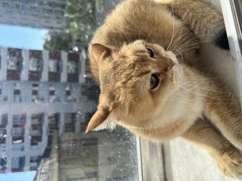 Sarman sarısı british shorthair kedim