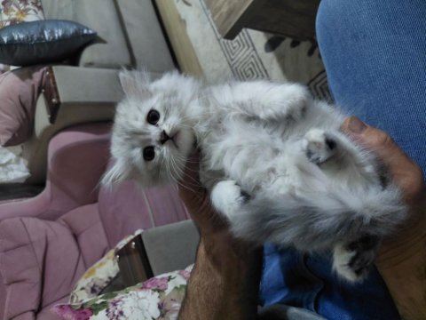 Tatlı kediler