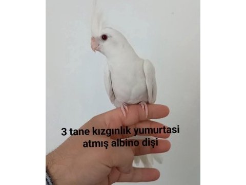 Albino dişi sultan papağanı