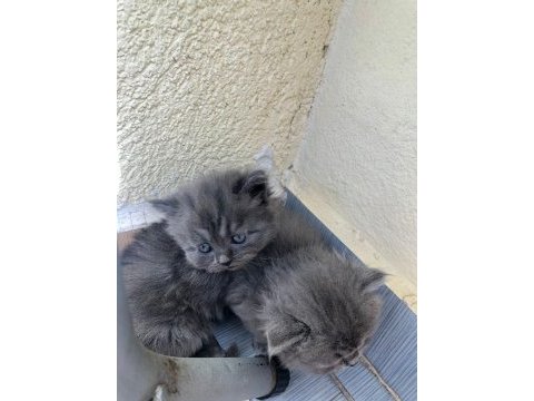 British longhair acil sahiplendirilecektir