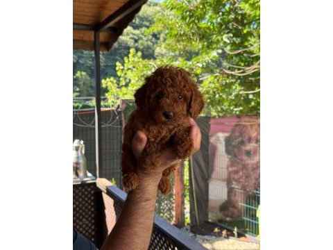 Orjinal toy poodle bebekler