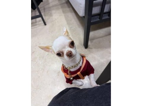 Chihuahua şivava yavru yetişkin