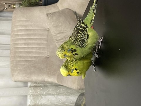 Jumbo garanti takım muhabbet kuşu