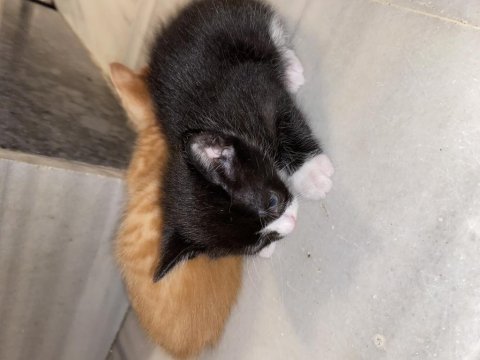 Yavru smokin kedi yuva arıyor