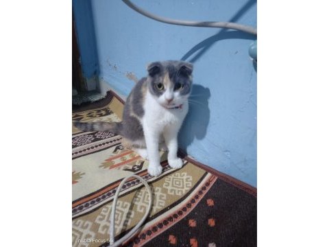 Scottish fold 8 aylık
