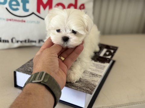 Tea cup kore kan maltese petmode de canlı görün