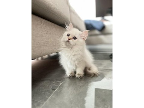 Yeni ailesini arıyor british longhair