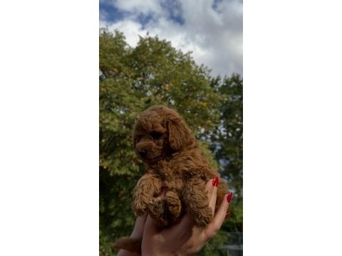 Redbrown teacup poodle yavrumuz ırkının en miniği