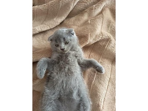 Sevgi dolu bebek kediler