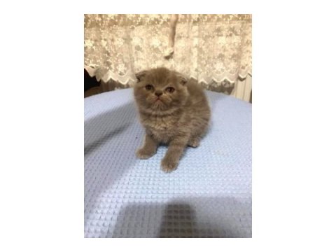 Yavru kediler sütten kesilmiş yaş ve kuru mama yiyor