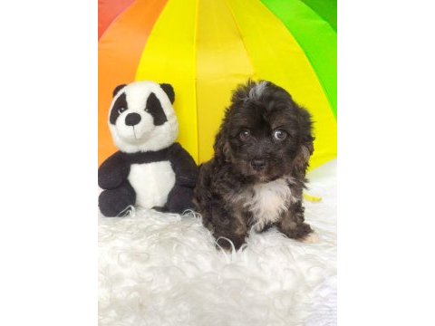 Black maltipoo