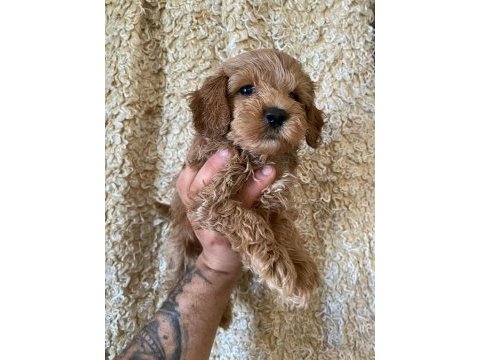 Kilo garantili toy maltipoo yavrumuz
