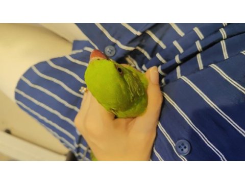 Pakistan papağanımız