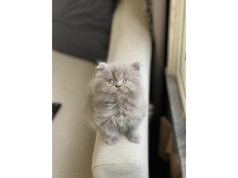 Lilac oyuncu sevimli british longhair yavrum