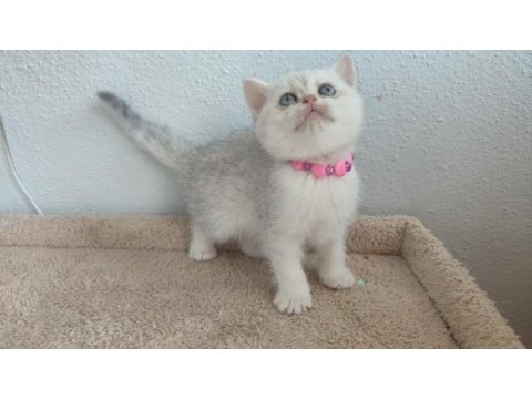 British shorthair yavru kediler