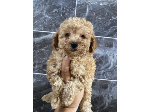 Orjinal maltipoo bebekler