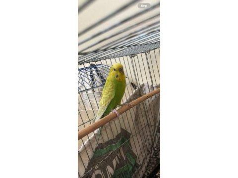 Sağlıklı erkek muhabbet kuşu 1,5 yaşında