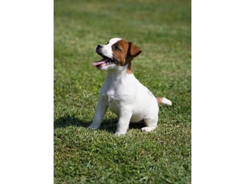 Fcı-kıf şecereli safkan dişi jack russell yavrularımız