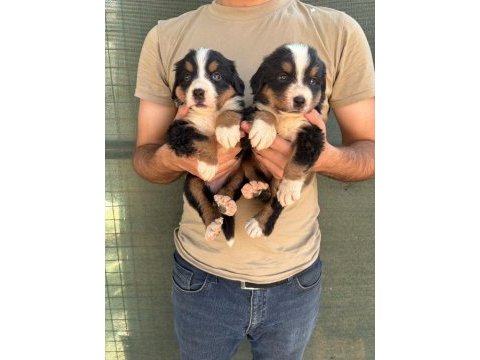 Safkan kaliteli bernese yavrularımız