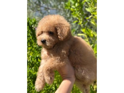 Yavru toy poodle bebekler