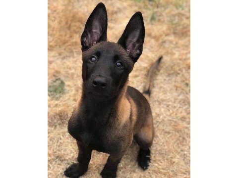 Belçika kurdu köpeği