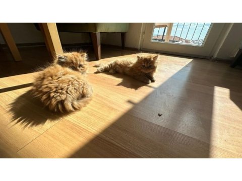Dişi chinchilla yavrumuza yuva arıyoruz