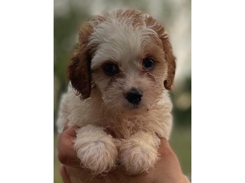Sağlıklı neşeli ve eğlenceli bebek köpekler