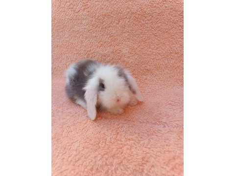 Hollanda teddy lop tavşan yavruları