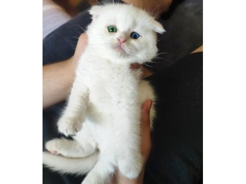Scottish fold 3 aylık