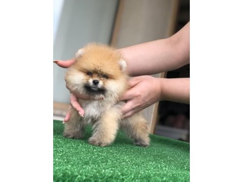 2.5 aylık 2 dişi ve 1 erkek pomeranian boo yavrular