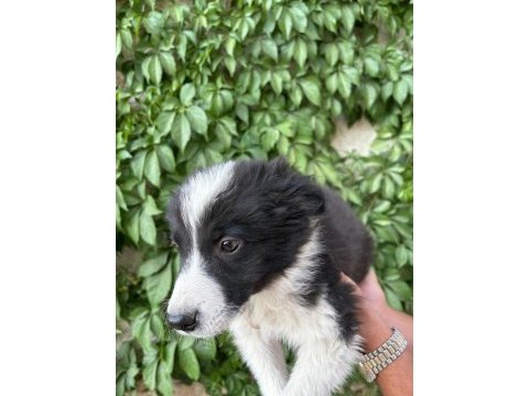 Teslime hazır border collie yavrular