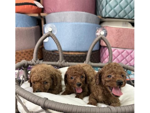 Ömür boyu ırk garantili poodle yavrularımız